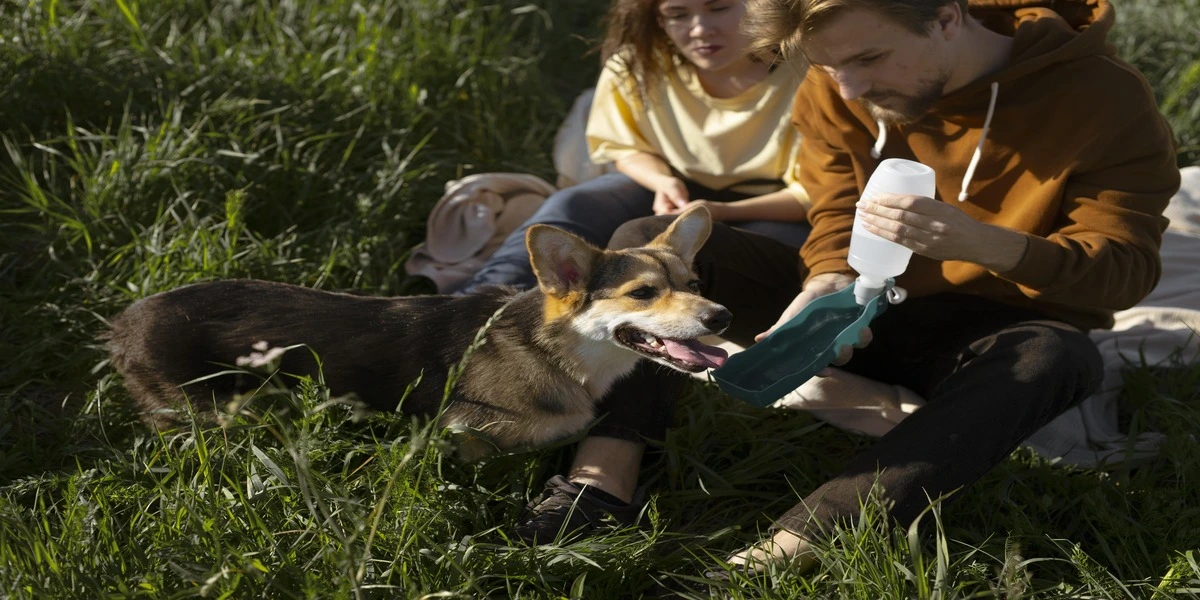 Read more about the article How to Spot and Deal with Harvest Mites on Your Dog